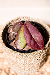 Hoya mitrata